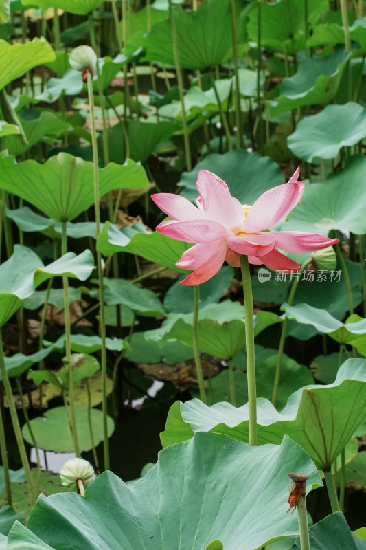 北京圆明园荷花