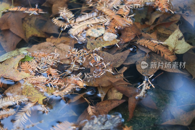 深秋的溪水岩石落叶