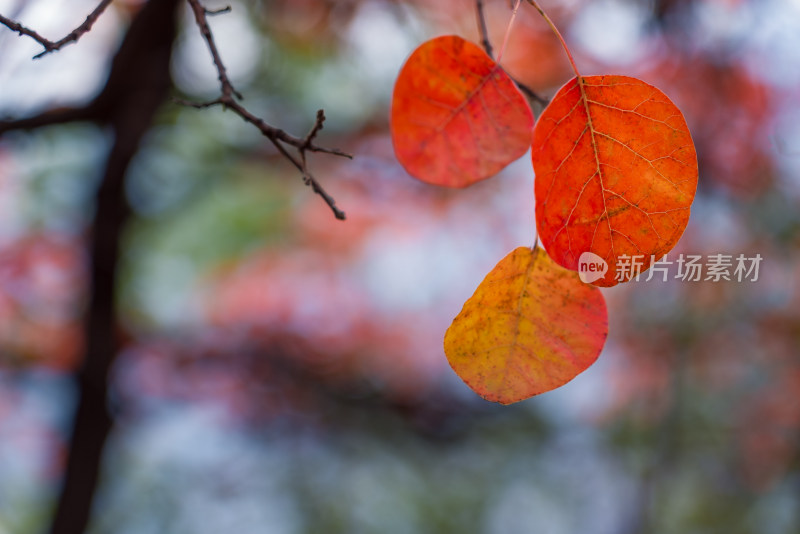 秋天霜降红叶立秋自然风景树木背景叶子