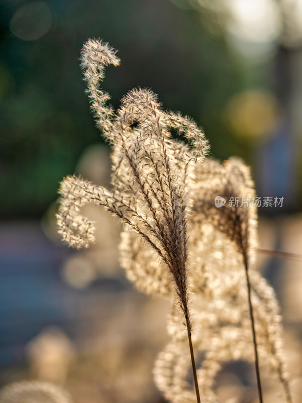 秋冬季节的芦苇特写