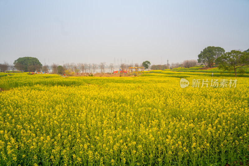 武汉东湖油菜花花海