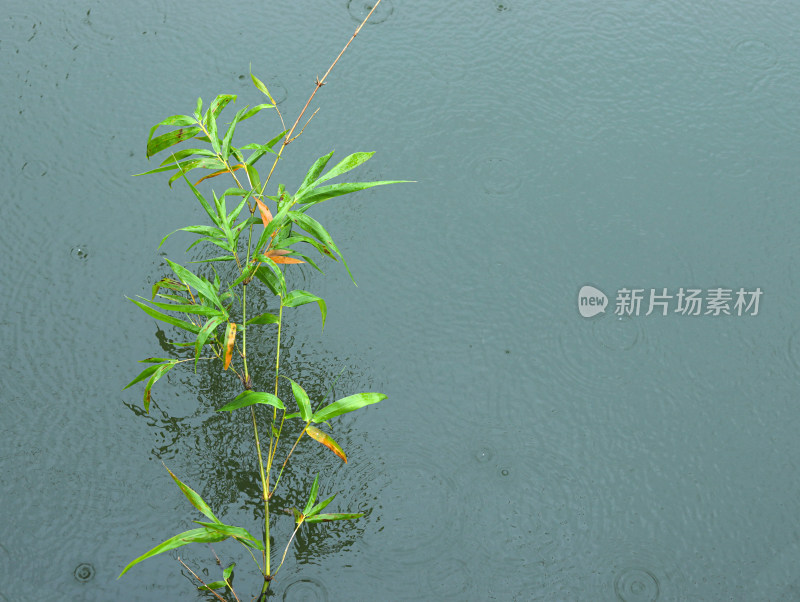 下雨天的湖面和湖面上的植物竹子