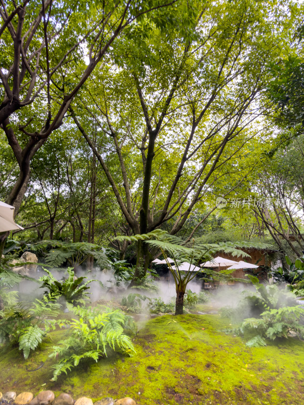 餐厅里的绿色庭院