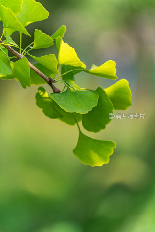 夏天的银杏树叶