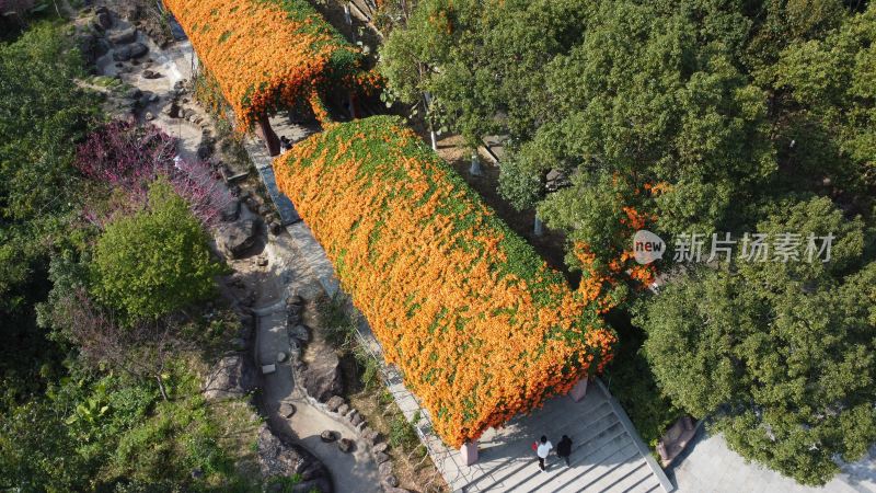 广东东莞：航拍炮仗花