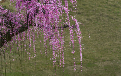 梅园梅花