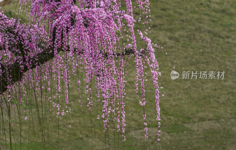 梅园梅花