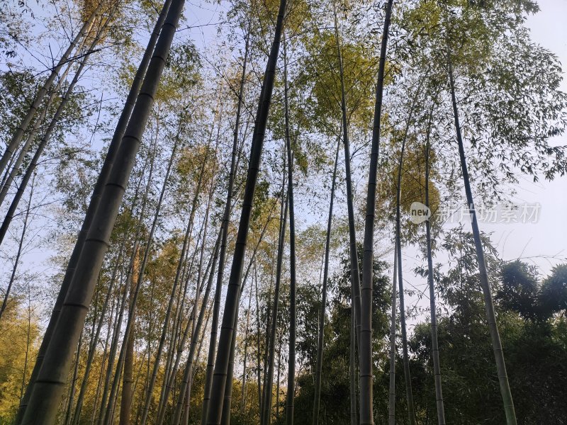 茂密竹林的仰视视角自然景观