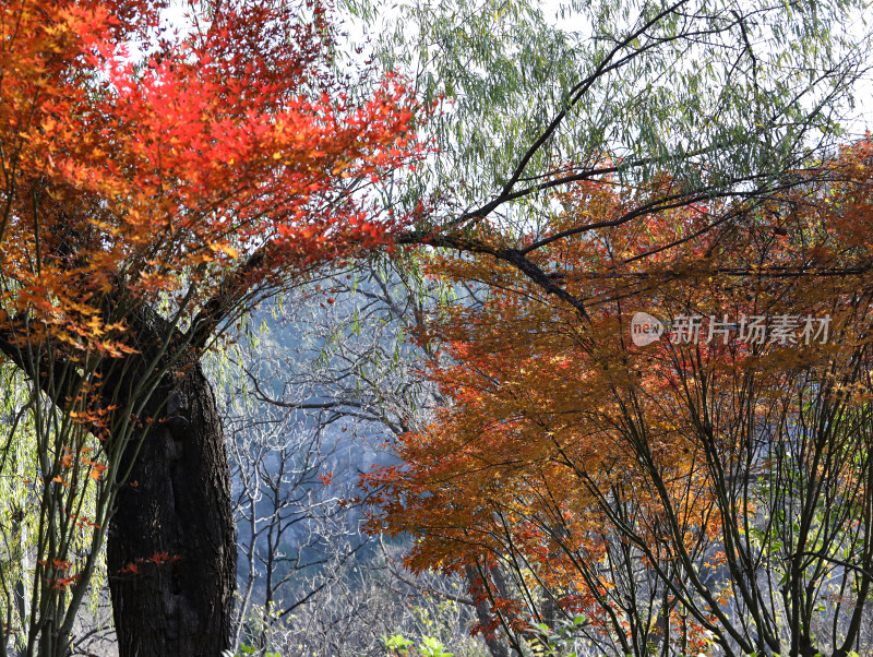 秋天大自然中叶子红了的枫叶自然风景