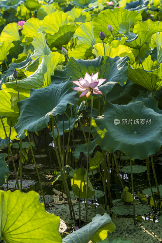 杭州西湖风景区曲院风风景