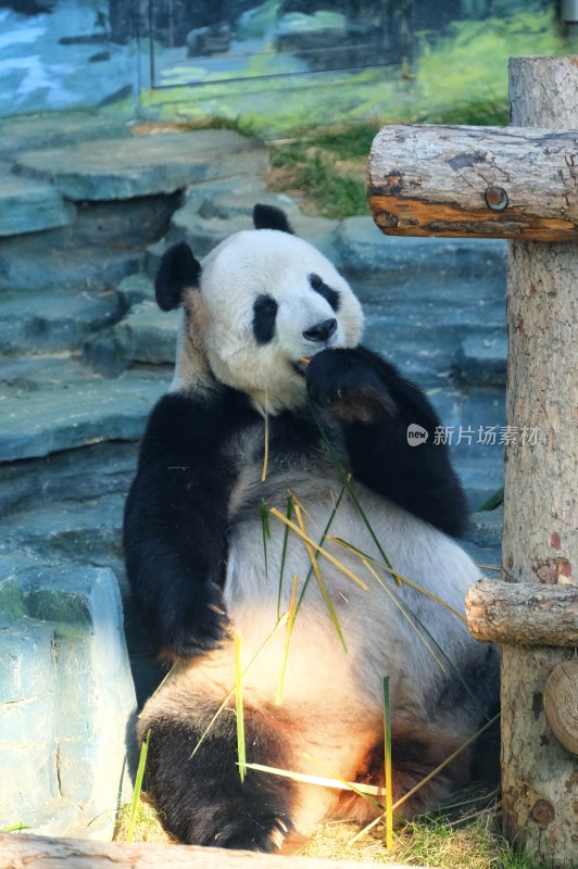 大连动物园 大熊猫飞云