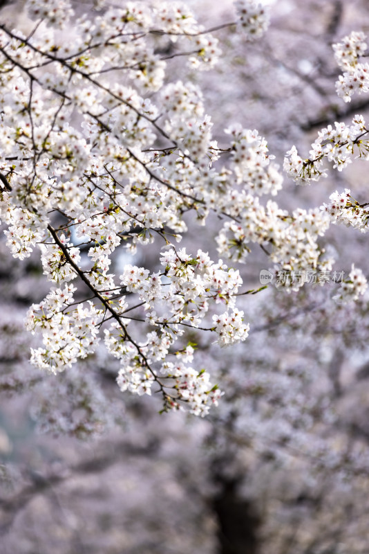 春天现代建筑旁的樱花