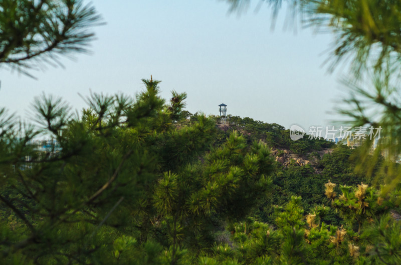 青岛北岭山森林公园，长满松树的山坡