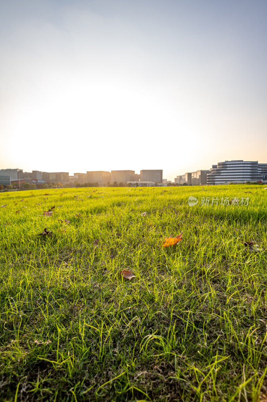 上海闵行文化公园大草坪黄昏日落景观