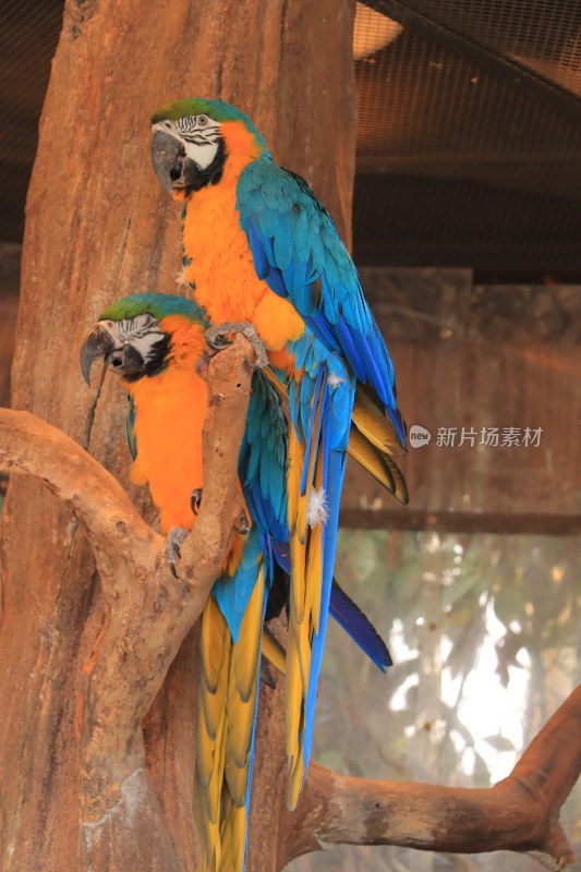 上海野生动物园黄蓝金刚鹦鹉