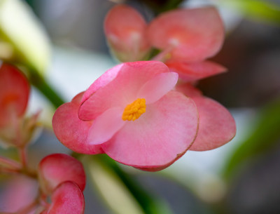 秋海棠开花特写