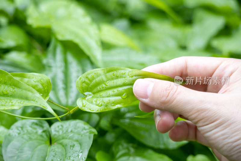 工作人员检查中药材百部的药材种植研究