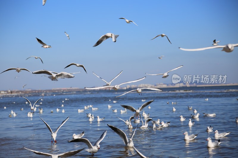 水面上飞翔和栖息的海鸥