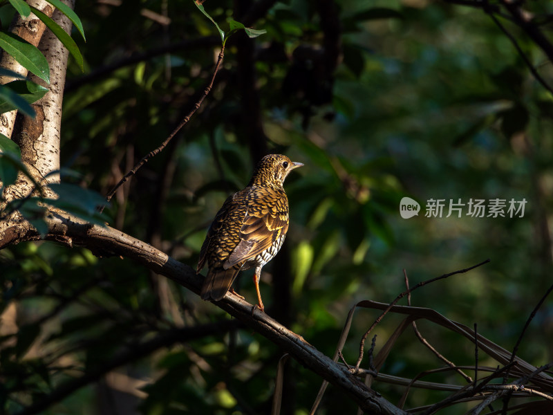 虎斑地鸫