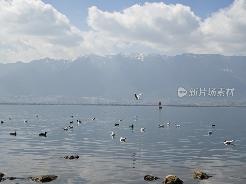 湖面上的飞鸟与远山风景