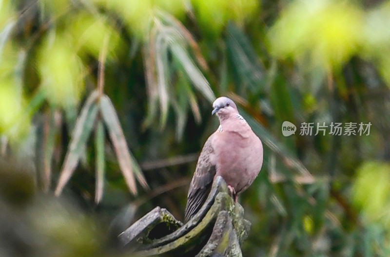 重庆酉阳：后坪风光惹人醉