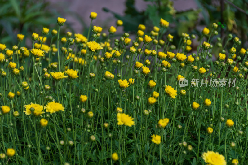 福州西湖公园菊花展