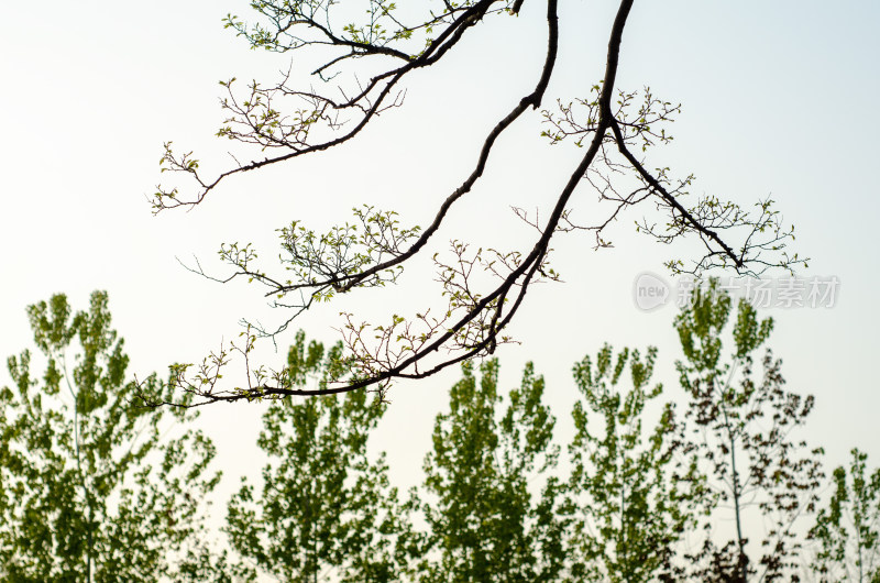 树枝新芽与绿树背景景象