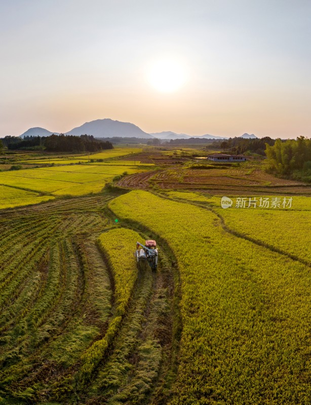 江西金溪：水稻晚稻丰收收割忙