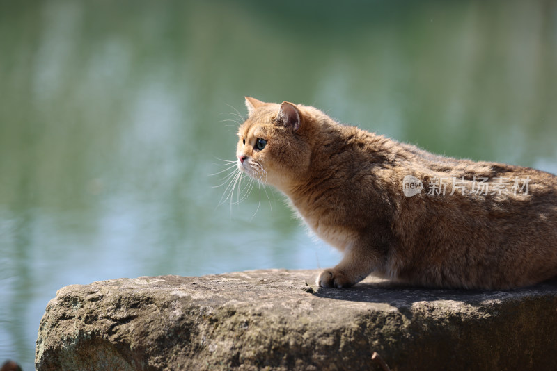 走在湖边的宠物猫金渐层