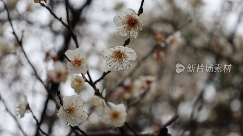 枝头盛开的带雨白色梅花特写