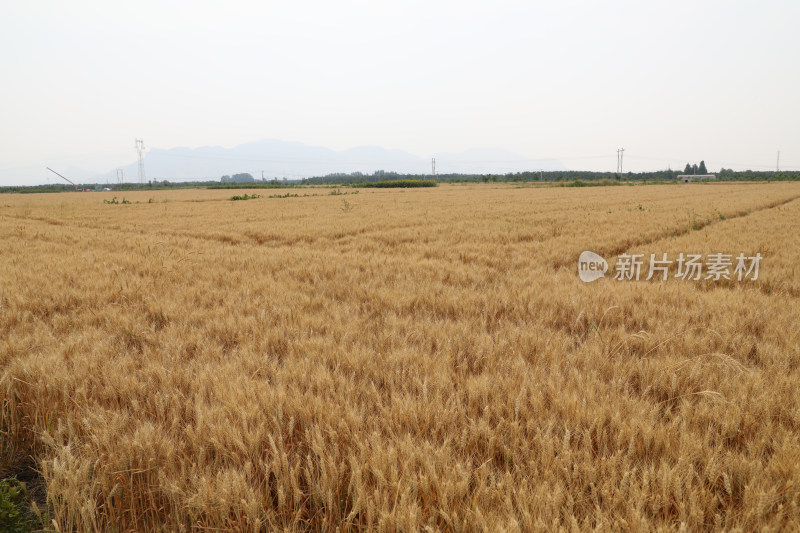 麦田麦子地成熟的小麦