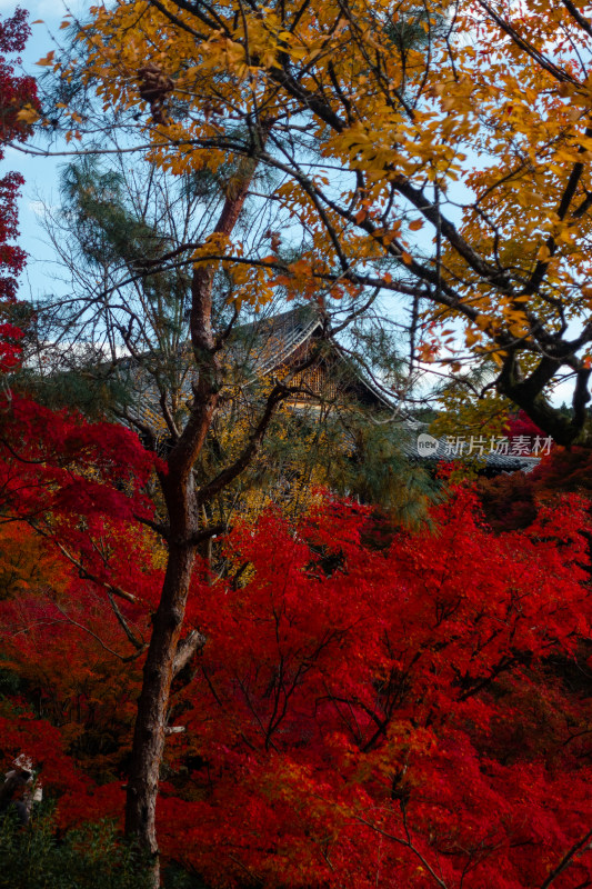 枫叶 庭院 秋天 日式