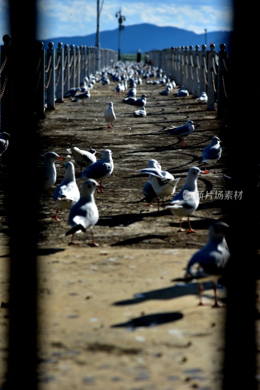 透过牢笼是海鸥的世界