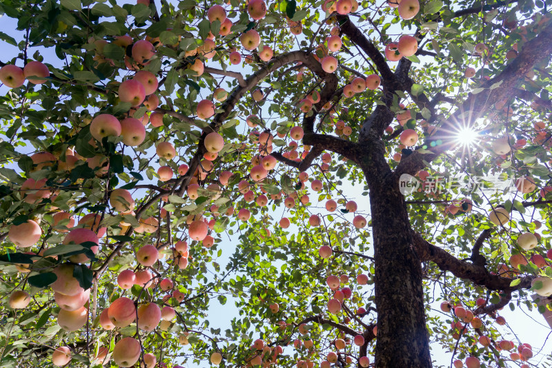 秋天果园里树上挂满红苹果农村农业种植水果