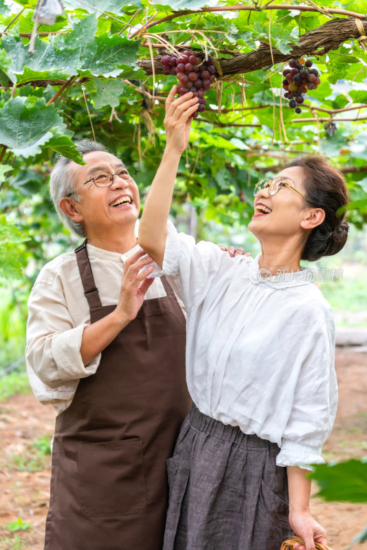 老年夫妻在果园采摘葡萄