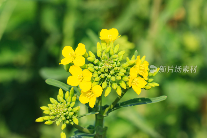 金灿灿的油菜花特写