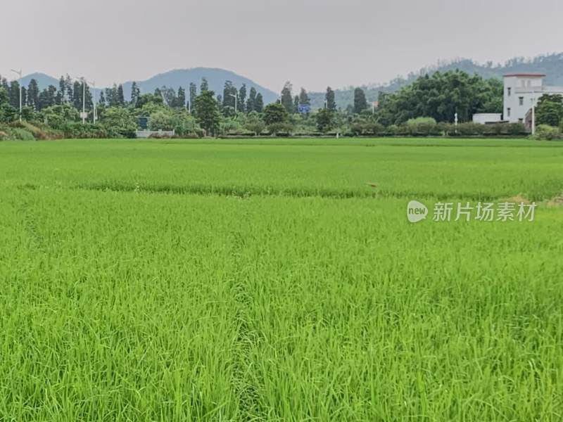 绿油油的稻田