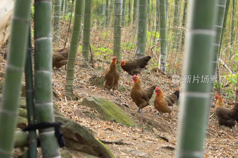 竹林散养鸡