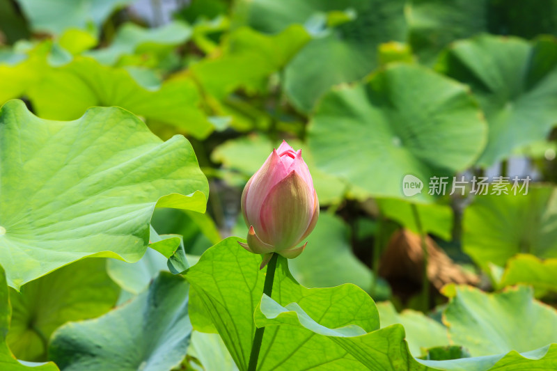 成都北湖生态公园荷塘的荷花