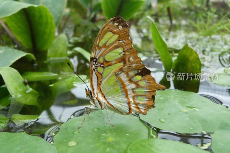 花粉蝴蝶飞翔，美丽的飞虫