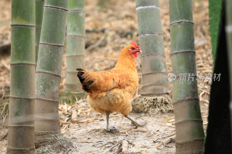 山林竹林散养土鸡