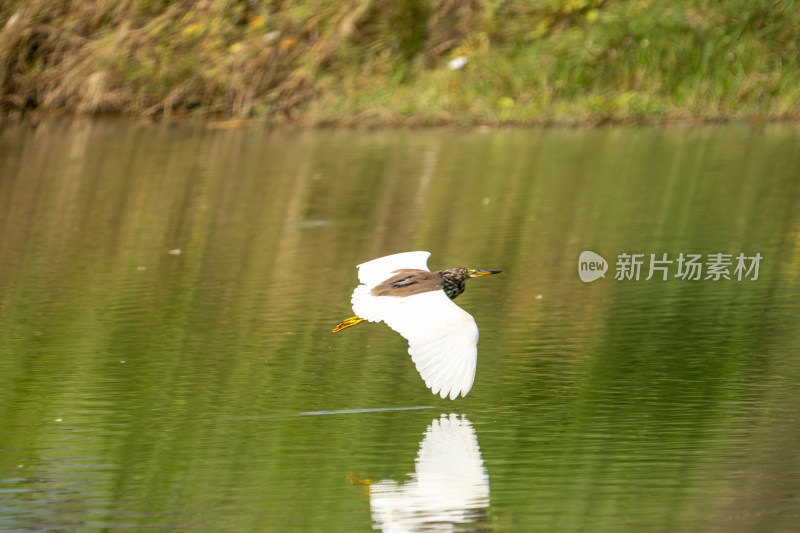 白鹭飞翔