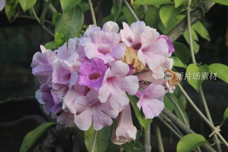 广东东莞：蒜香藤花开