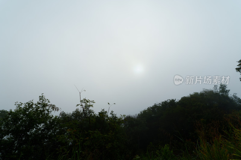 树林上方雾中朦胧的太阳