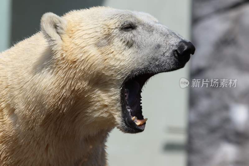 野生动物棕熊北极熊