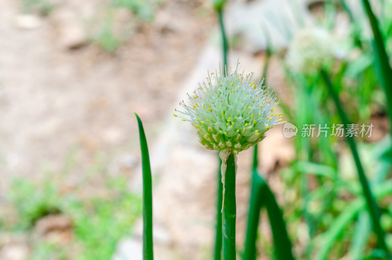 菜园一棵葱花葱头特写