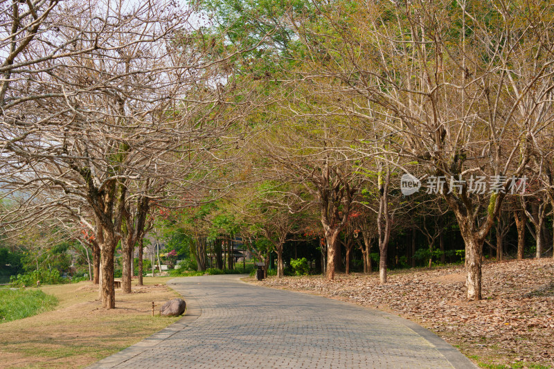 公园里的林间小路