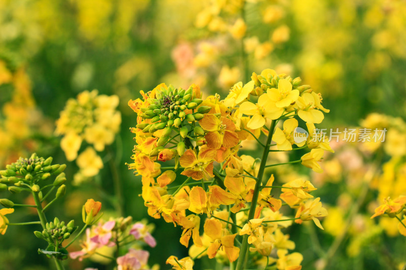 彩色的油菜花