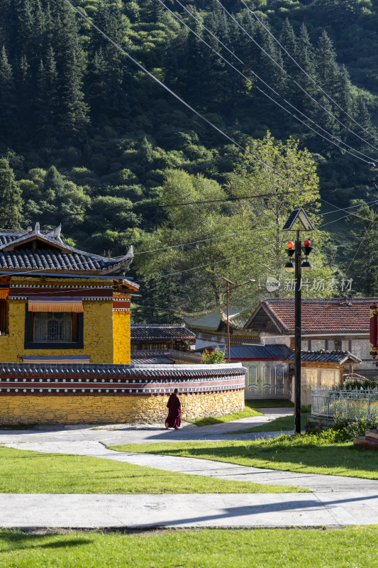 夏季清晨川西寺庙小路上的一个喇嘛和尚背影