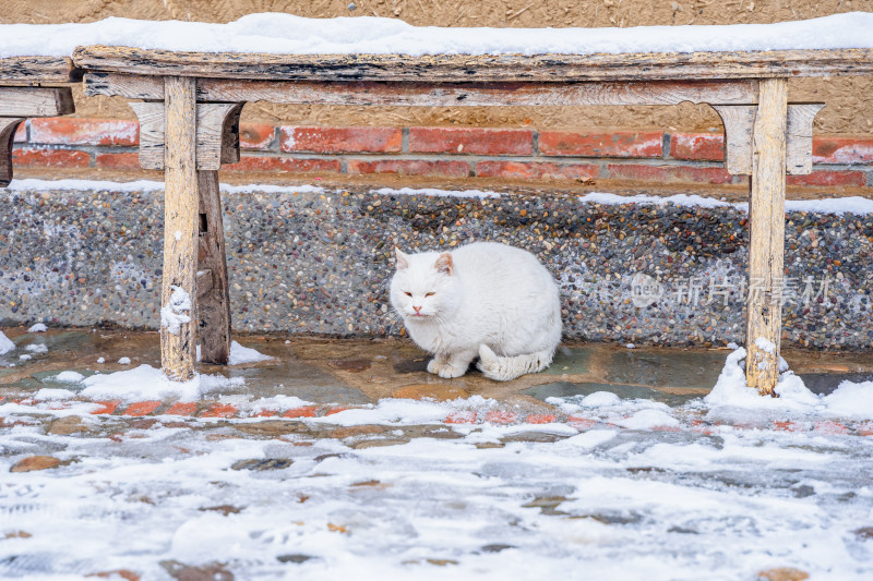 老式院子中的白猫